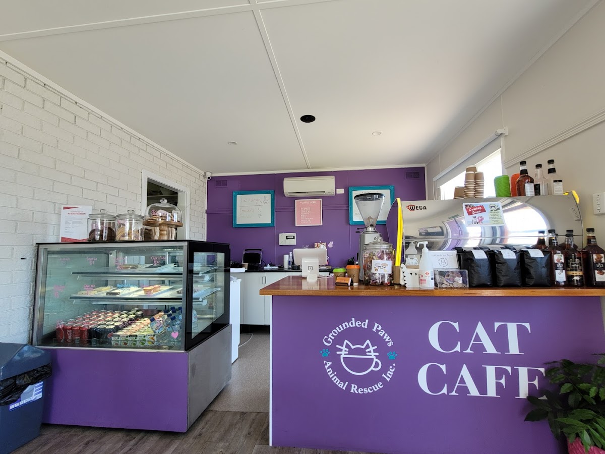 Grounded Paws Cat Cafe