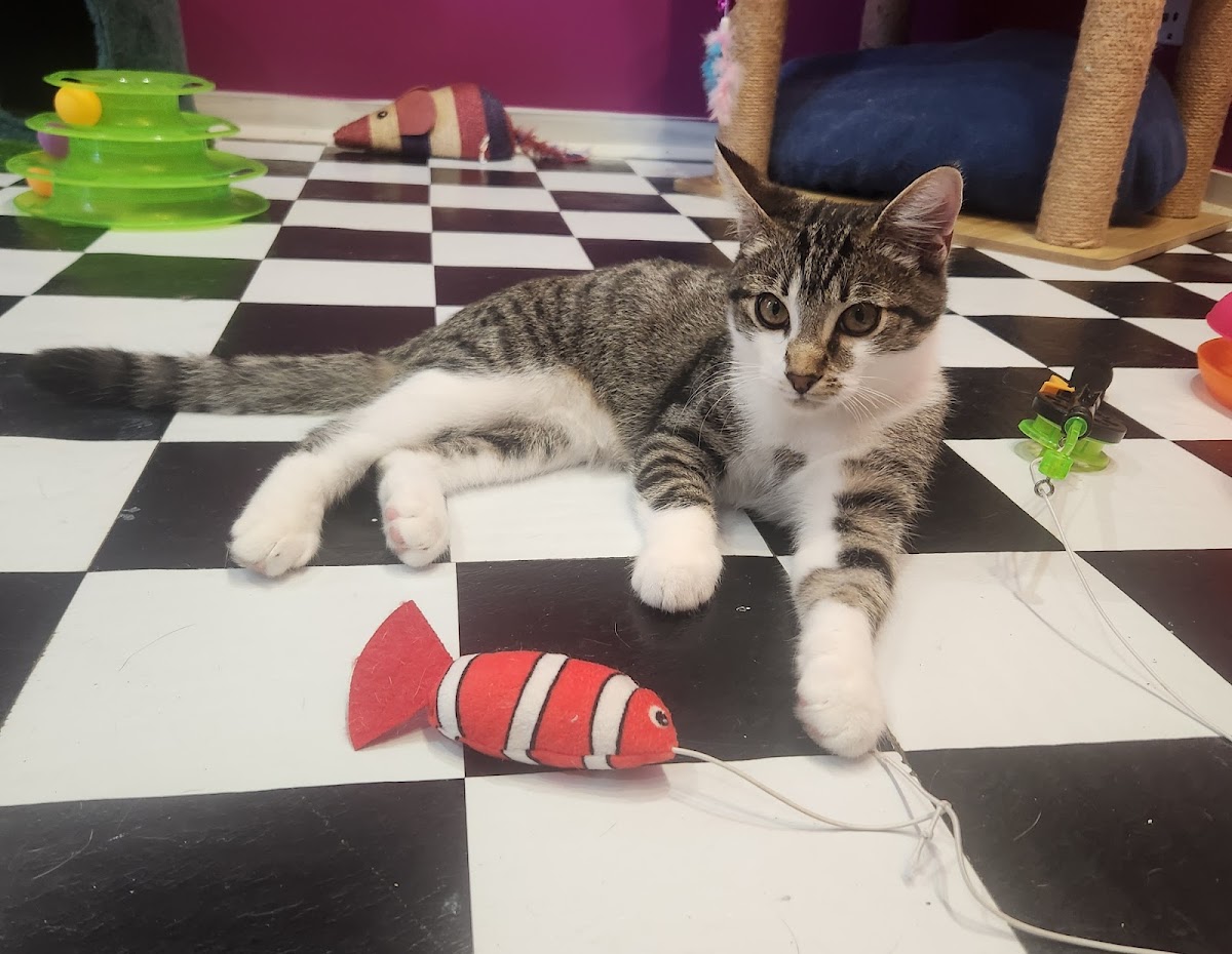 Grounded Paws Cat Cafe