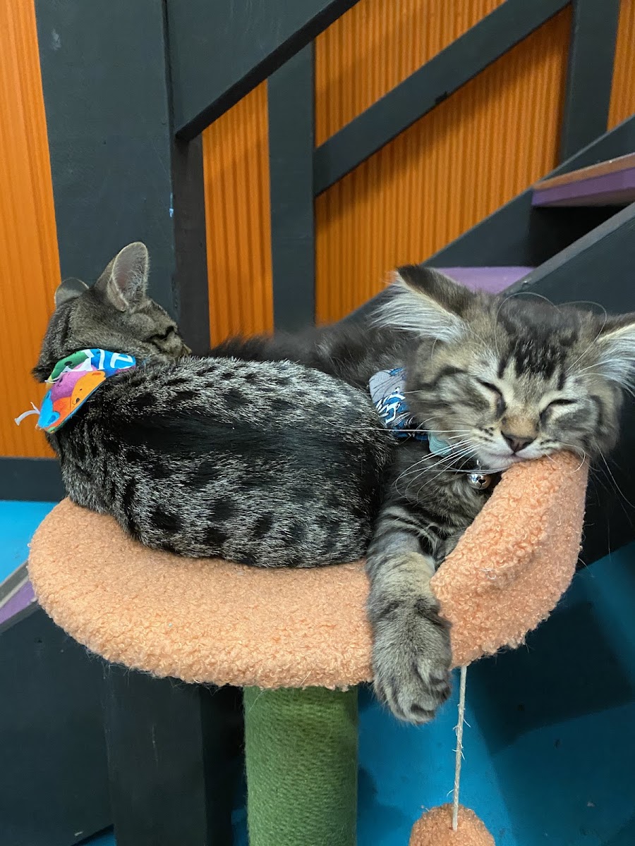 Grounded Paws Cat Cafe